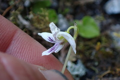 Viola lyallii