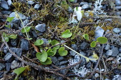 Viola lyallii