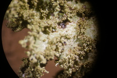 Platismatia norvegica