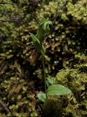 Pterostylis scabrida