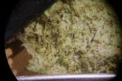 Platismatia norvegica
