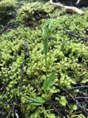 Pterostylis scabrida