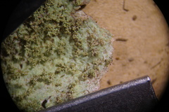 Platismatia norvegica