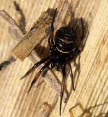 Steatoda autumnalis