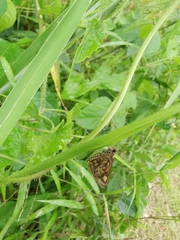 Ampittia dioscorides camertes