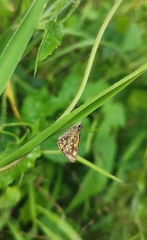 Ampittia dioscorides camertes