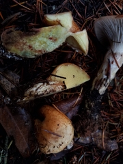 Suillus ponderosus