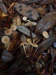 Mycetinis copelandii