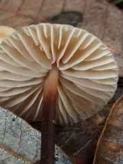 Mycetinis copelandii