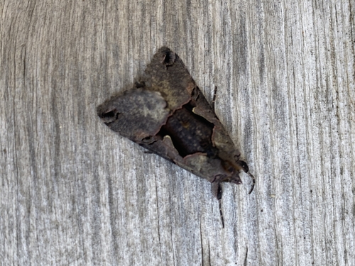 Large Looper Moth photo 4