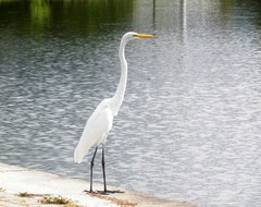 Ardea alba