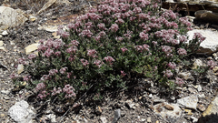 Glandularia macrosperma