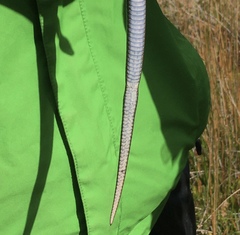 Galvarinus chilensis chilensis