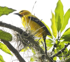 Icterus nigrogularis