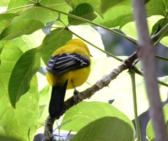 Icterus nigrogularis