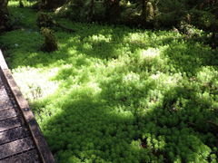 Myriophyllum robustum