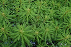 Myriophyllum robustum