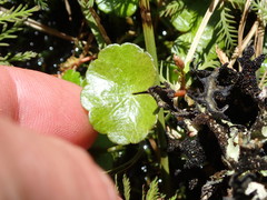 Hydrocotyle pterocarpa