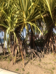 Pandanus tectorius