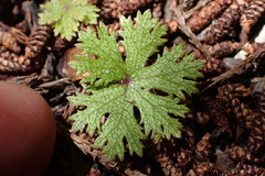 Hydrocotyle dissecta