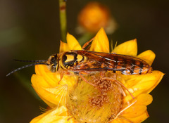 Elidothynnus melleus