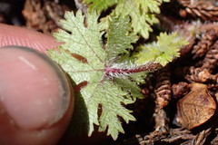 Hydrocotyle dissecta