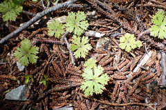 Hydrocotyle dissecta