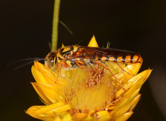 Elidothynnus melleus