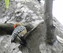 Melanerpes rubricapillus