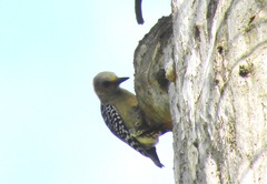 Melanerpes rubricapillus