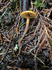 Heimiomyces fulvipes