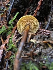 Heimiomyces fulvipes