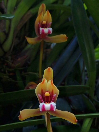 Cymbidium finlaysonianum
