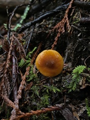 Heimiomyces fulvipes