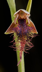 Calochilus gracillimus