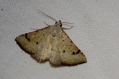 Madope auferens