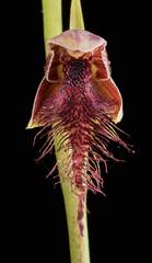 Calochilus gracillimus