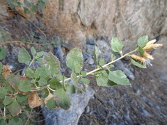Brickellia baccharidea