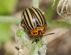 Leptinotarsa tumamoca