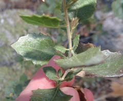 Brickellia baccharidea