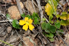 Goodenia hederacea alpestris
