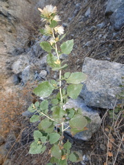 Brickellia baccharidea