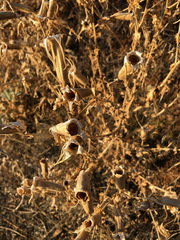 Mentzelia laevicaulis