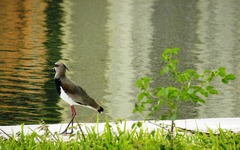 Vanellus chilensis