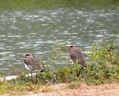 Vanellus chilensis