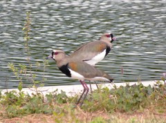 Vanellus chilensis