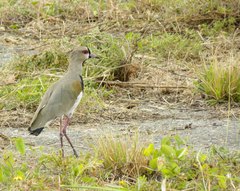 Vanellus chilensis