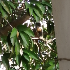 Sciurus aureogaster