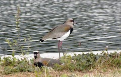 Vanellus chilensis