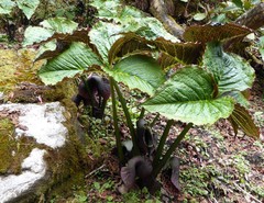 Arisaema griffithii